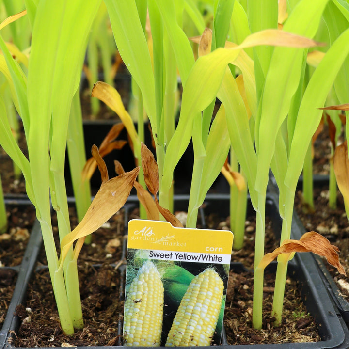 Zea mays 'Yellow/White' Corn, 6-Pack Annual