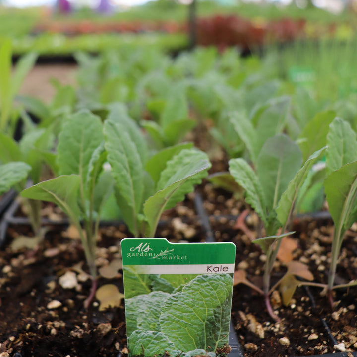 Brassica oleracea var. sabellica 'Dinosaur' Kale, 6-Pack Annual