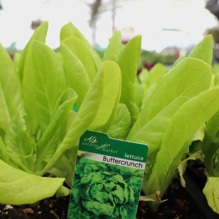 Lactuca sativa 'Buttercrunch' Lettuce, 6-Pack Annual