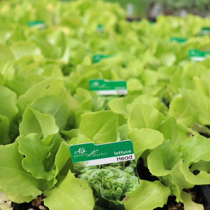 Lactuca sativa 'Head' Lettuce, 6-Pack Annual