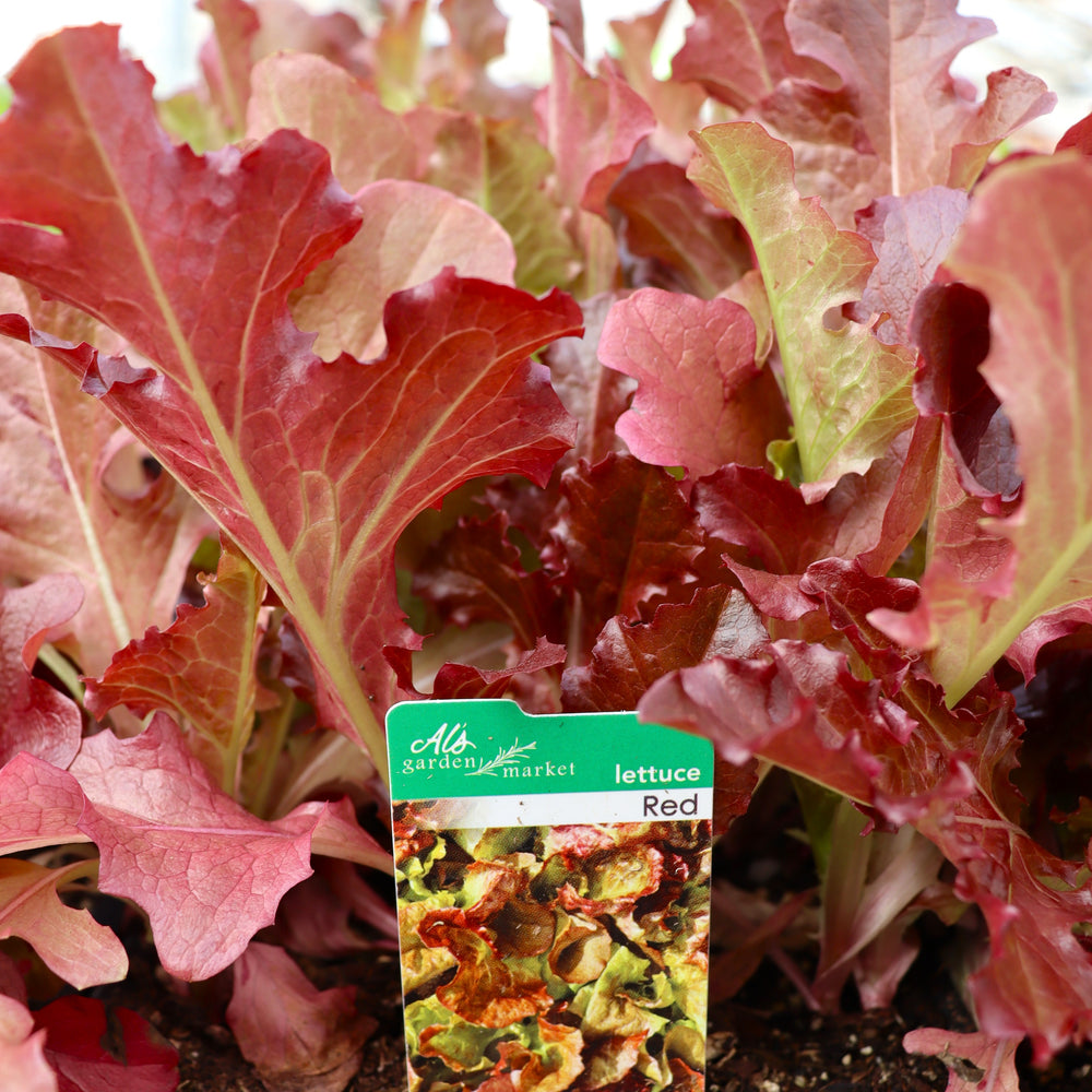 Lactuca sativa 'Red Leaf' Lettuce, 6-Pack Annual