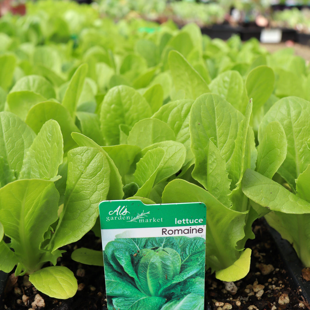 Lactuca sativa 'Romaine' Lettuce, 6-Pack Annual
