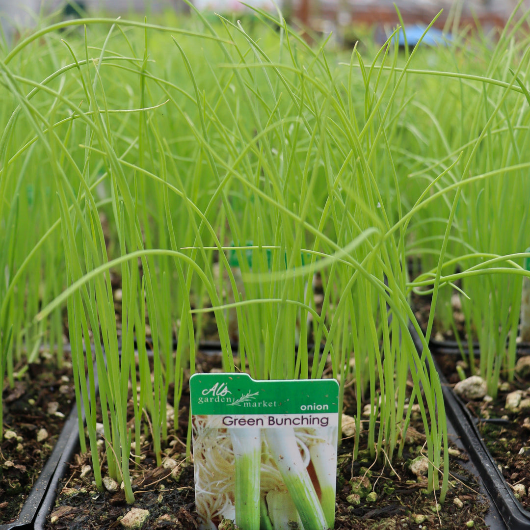 Allium fistulosum Green Bunching Onion, 6-Pack Annual