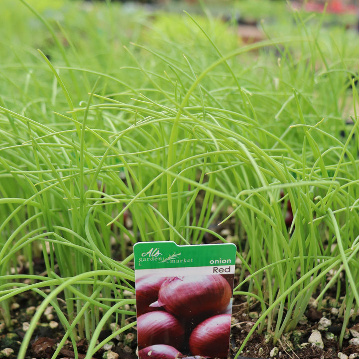 Allium cepa var. cepa Red Onion, 6-Pack Annual