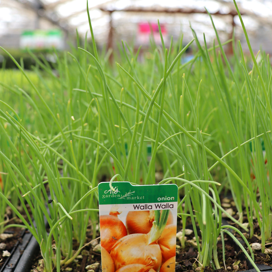 Allium cepa 'Walla Walla' Onion, 6-Pack Annual