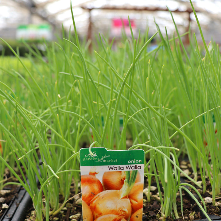 Allium cepa 'Walla Walla' Onion, 6-Pack Annual