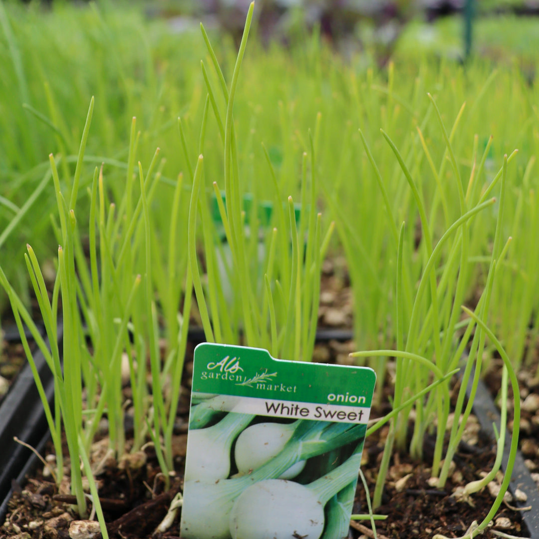 Allium cepa 'White Sweet' Onion, 6-Pack Annual