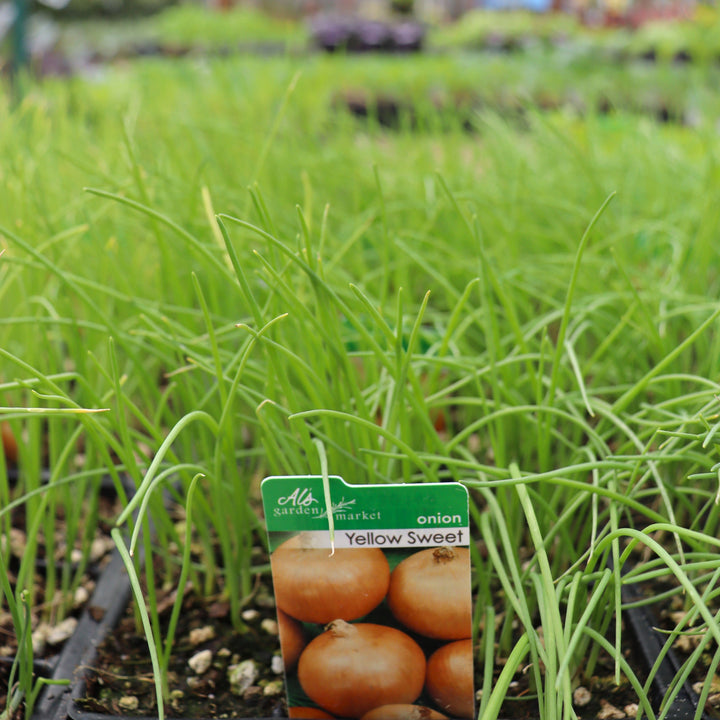 Allium cepa 'Yellow Sweet' Onion, 6-Pack Annual