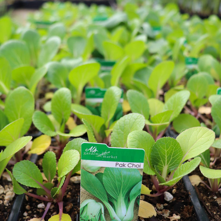 Brassica rapa ssp. chinensis Pak Choi, 6-Pack Annual