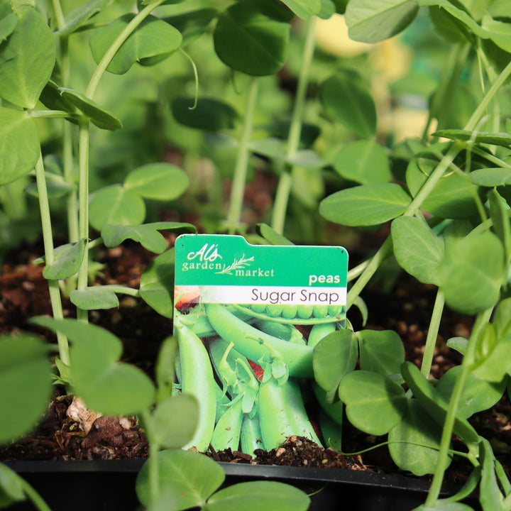 Pisum sativum var. macrocarpon Sugar Snap Pea, 6-Pack Annual