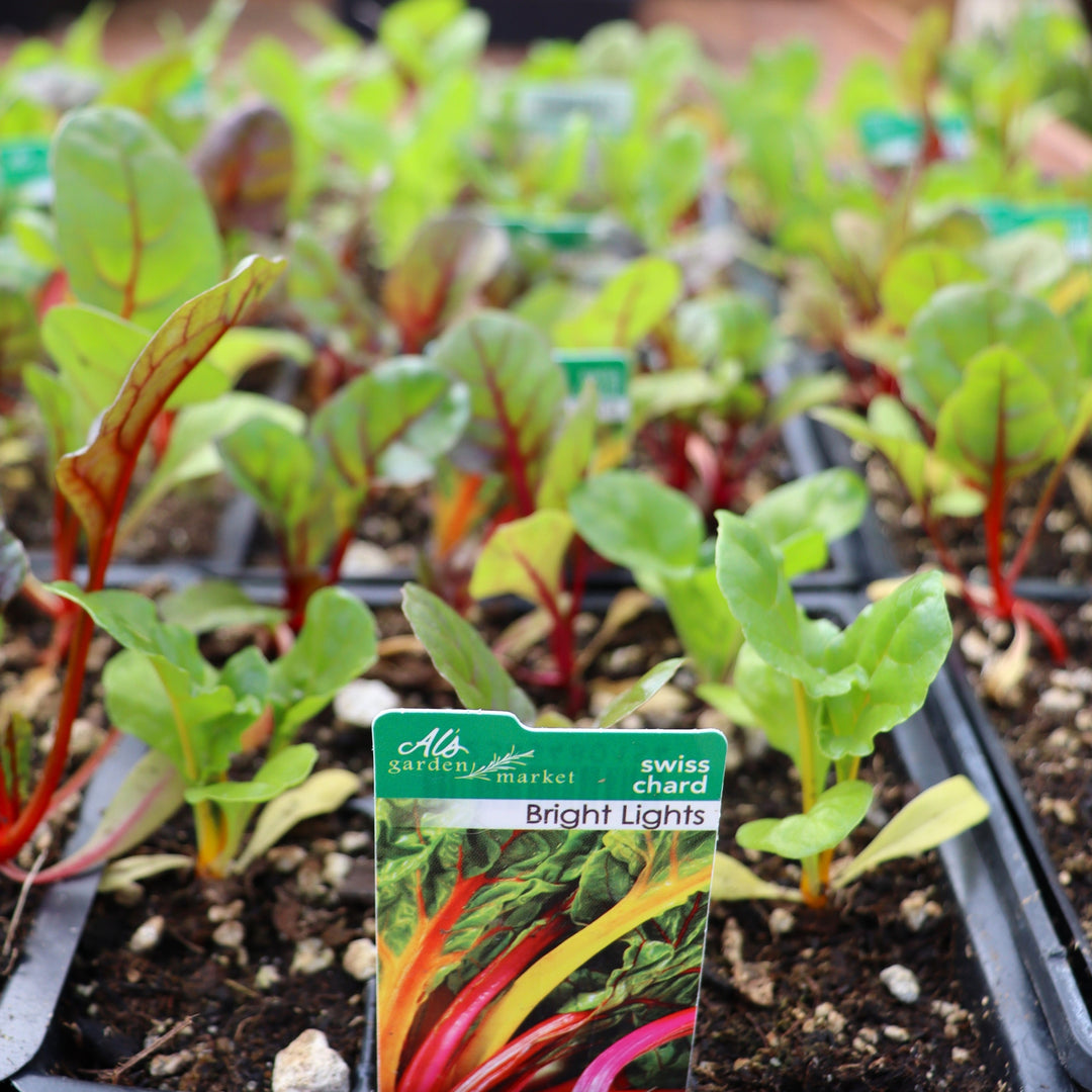 Beta vulgaris var. cicla 'Bright Lights' Swiss Chard, 6-Pack Annual