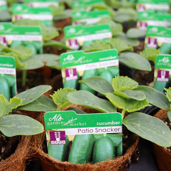 Cucumis sativus 'Patio Snacker' Cucumber, 4 Inch Annual