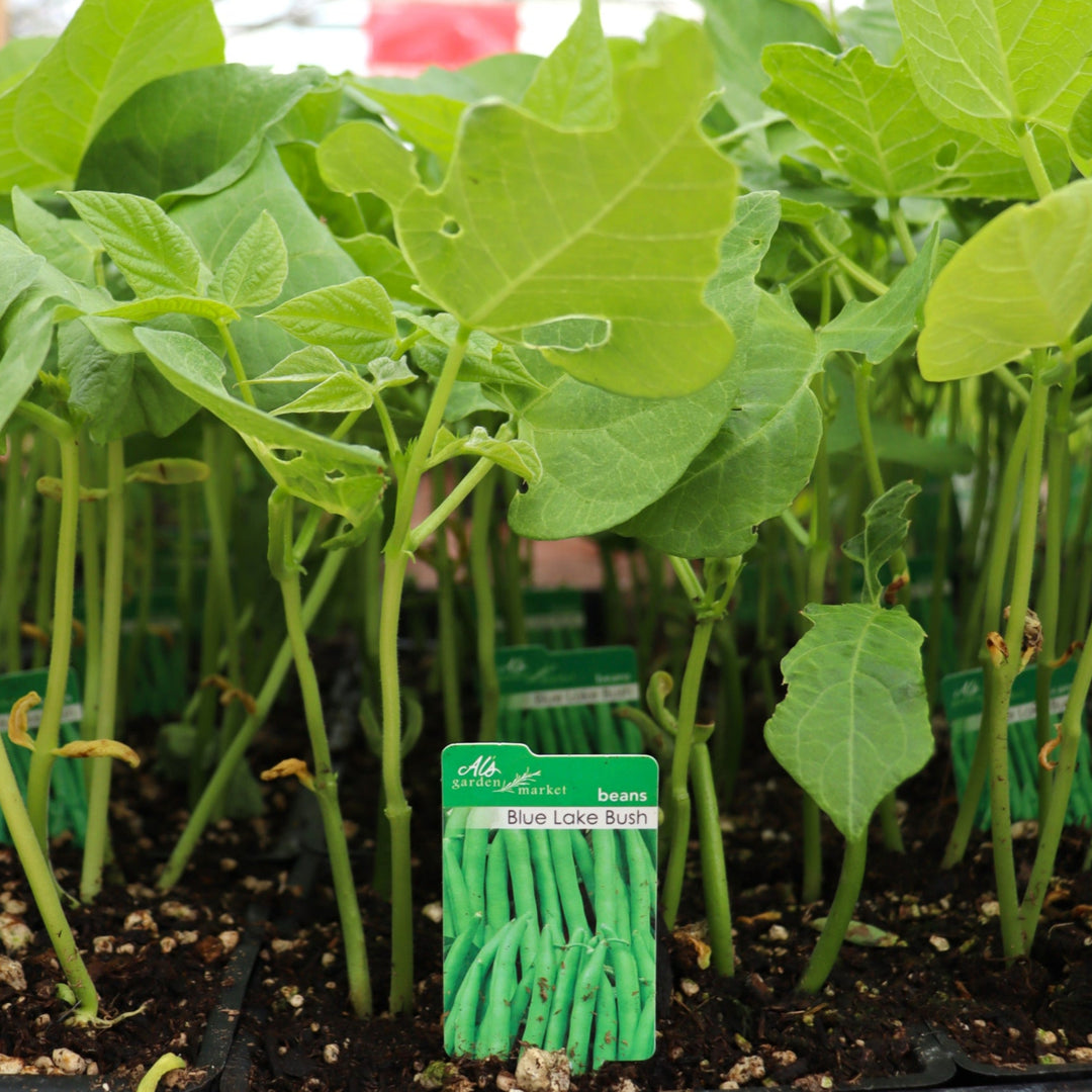 Phaseolus vulgaris 'Blue Lake' Bean, 6-Pack Annual