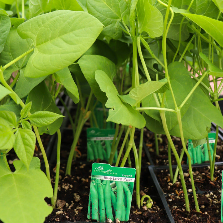 Phaseolus vulgaris 'Blue Lake Pole' Bean, 6-Pack Annual