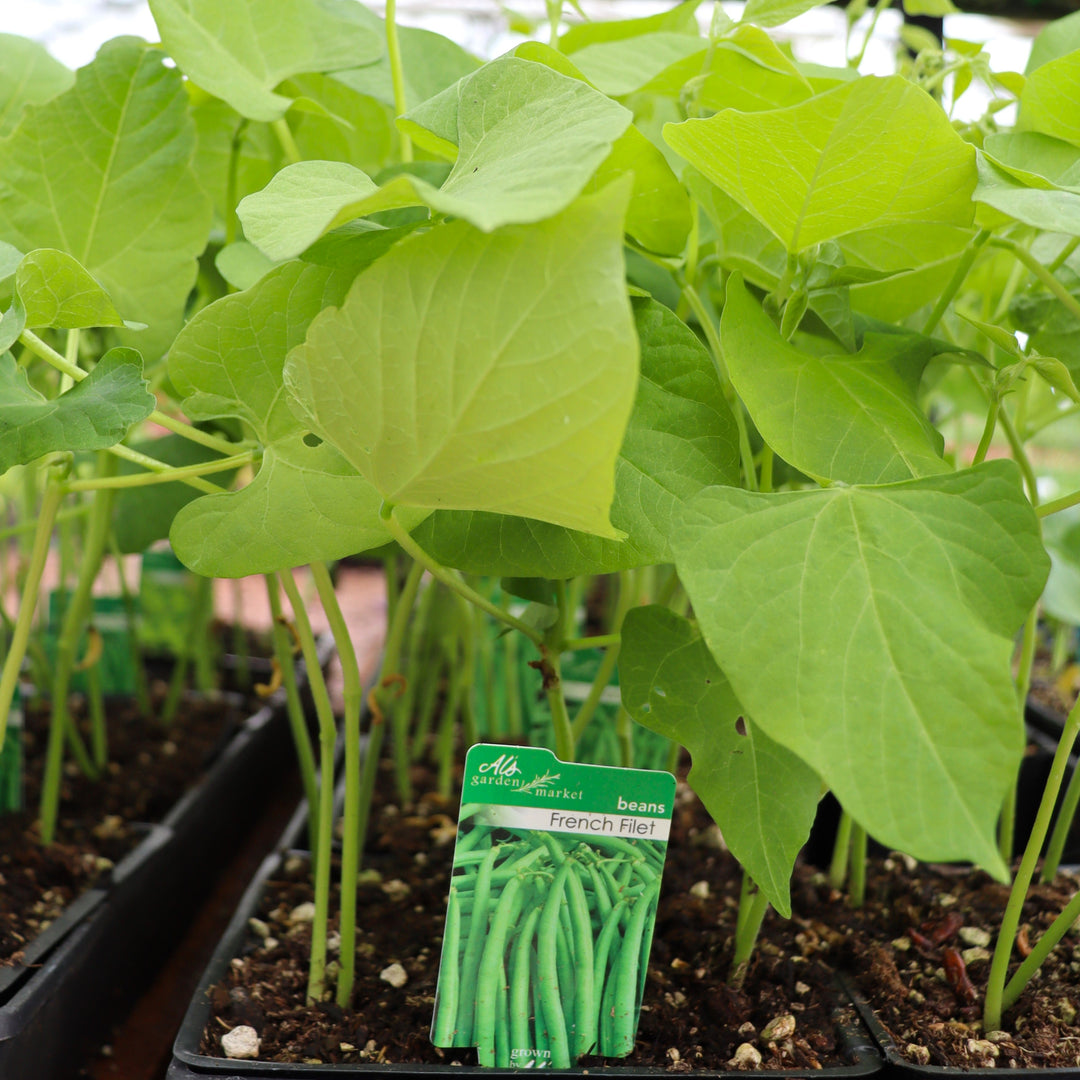 Phaseolus vulgaris 'French' Bean, 6-Pack Annual