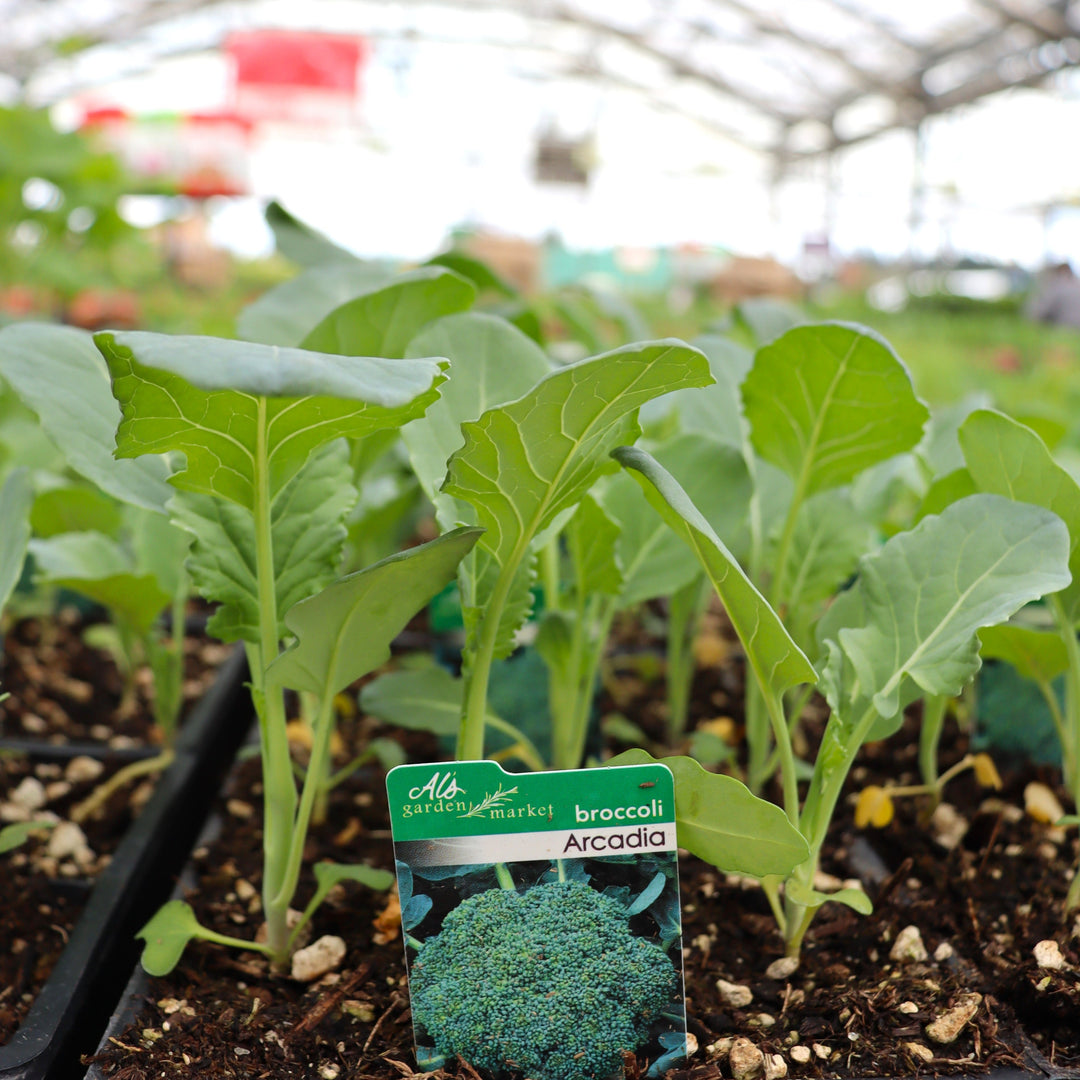 Brassica oleracea var. italica 'Arcadia' Broccoli, 6-Pack Annual