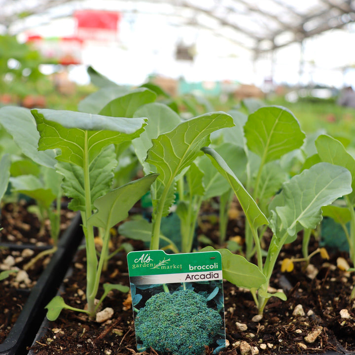 Brassica oleracea var. italica 'Arcadia' Broccoli, 6-Pack Annual