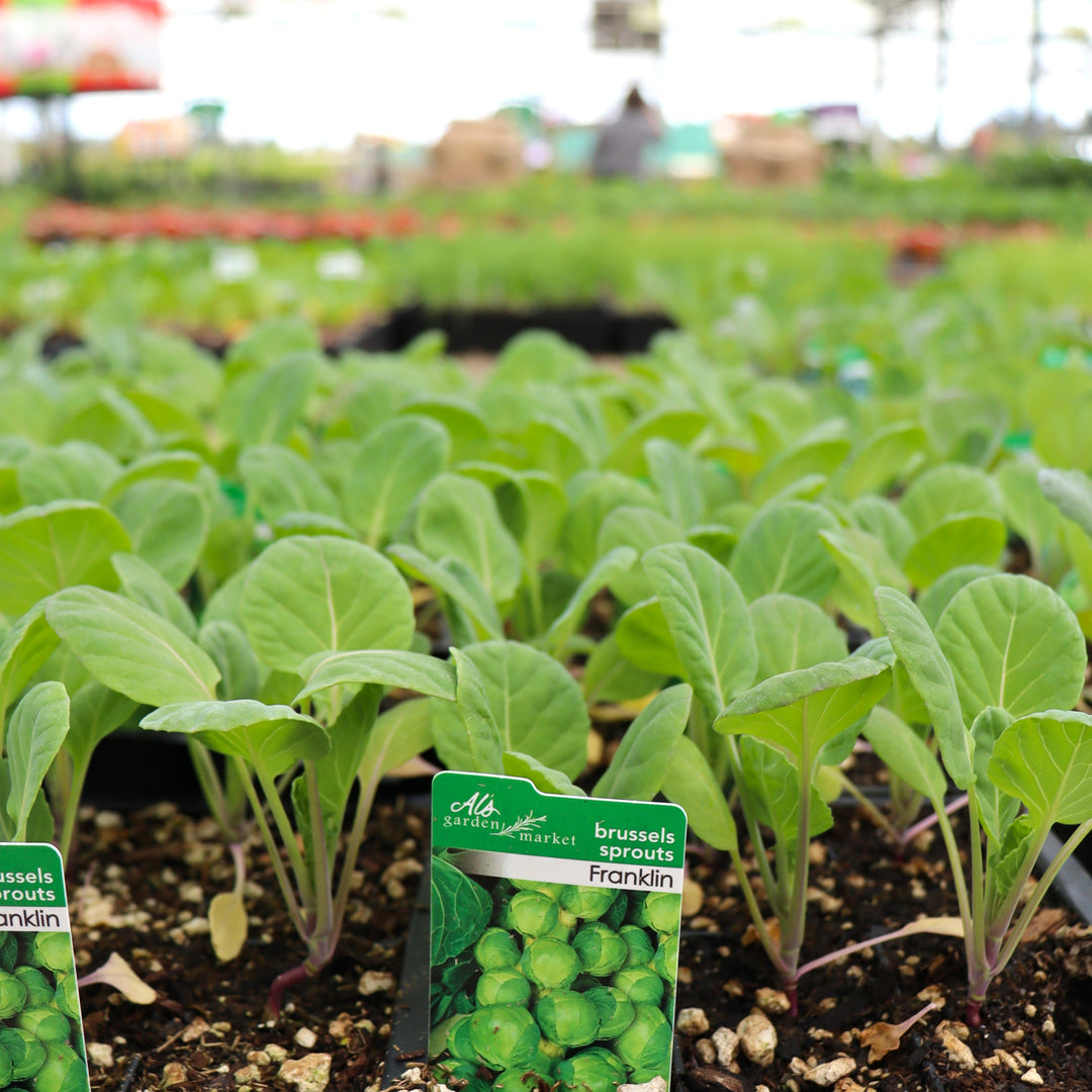 Brassica oleracea var. gemmifera 'Franklin' Brussel Sprouts, 6-Pack Annual