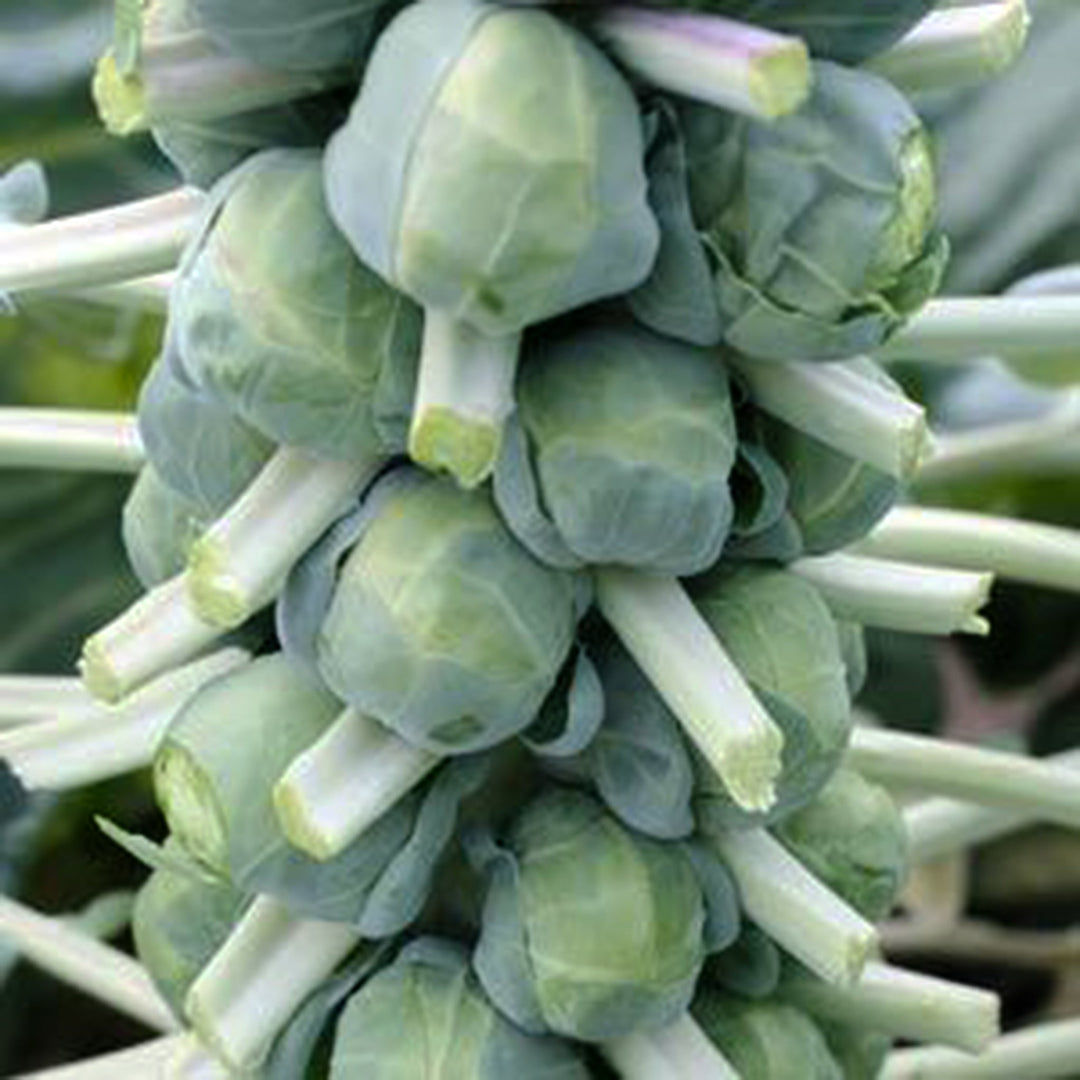 Brassica oleracea var. gemmifera 'Franklin' Brussel Sprouts, 6-Pack Annual