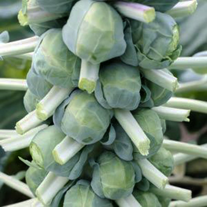 Brassica oleracea var. gemmifera 'Franklin' Brussel Sprouts, 6-Pack Annual