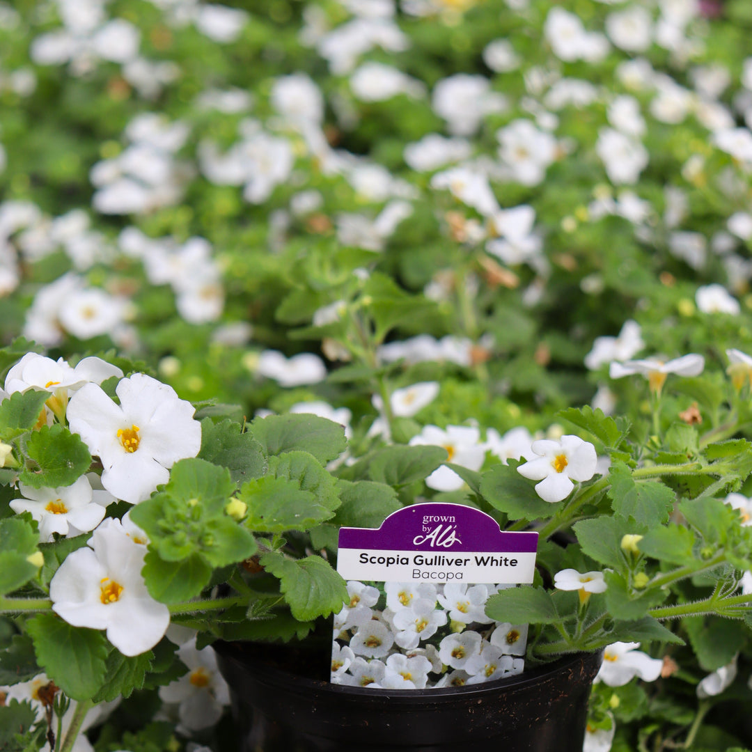 Sutera cordata 'Scopia Gulliver White' Bacopa, 4 Inch Annual