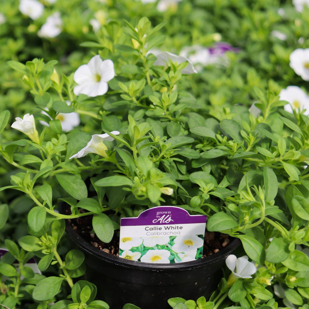 Calibrachoa x 'Callie White' Callie® White Calibrachoa, 4 Inch Annual