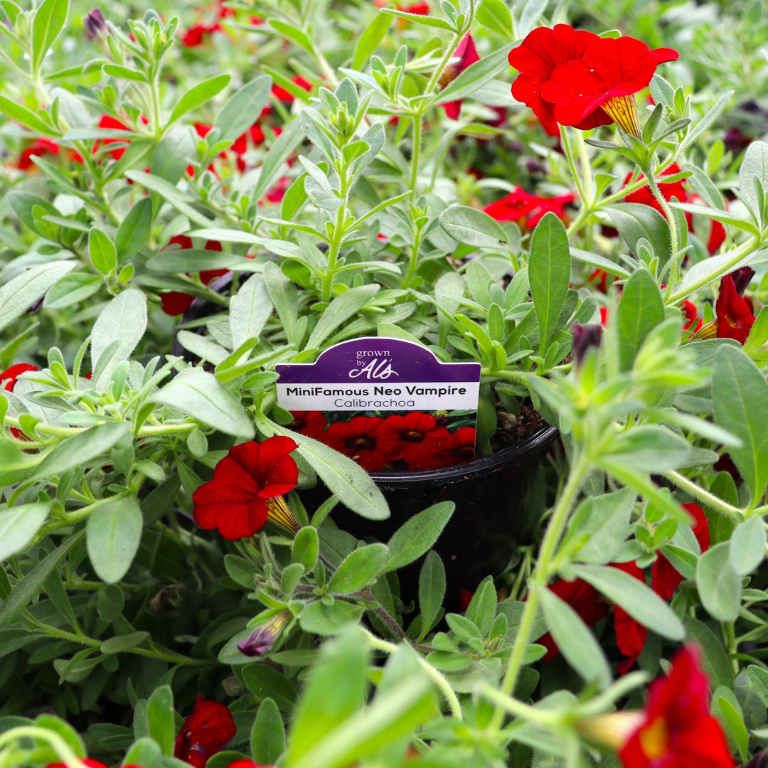 Calibrachoa x 'KLECA16017' PP30082 MiniFamous® Neo Vampire Calibrachoa, 4 Inch Annual