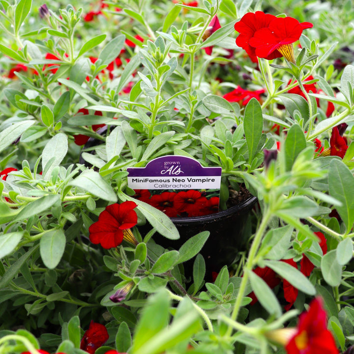 Calibrachoa x 'KLECA16017' PP30082 MiniFamous® Neo Vampire Calibrachoa, 4 Inch Annual