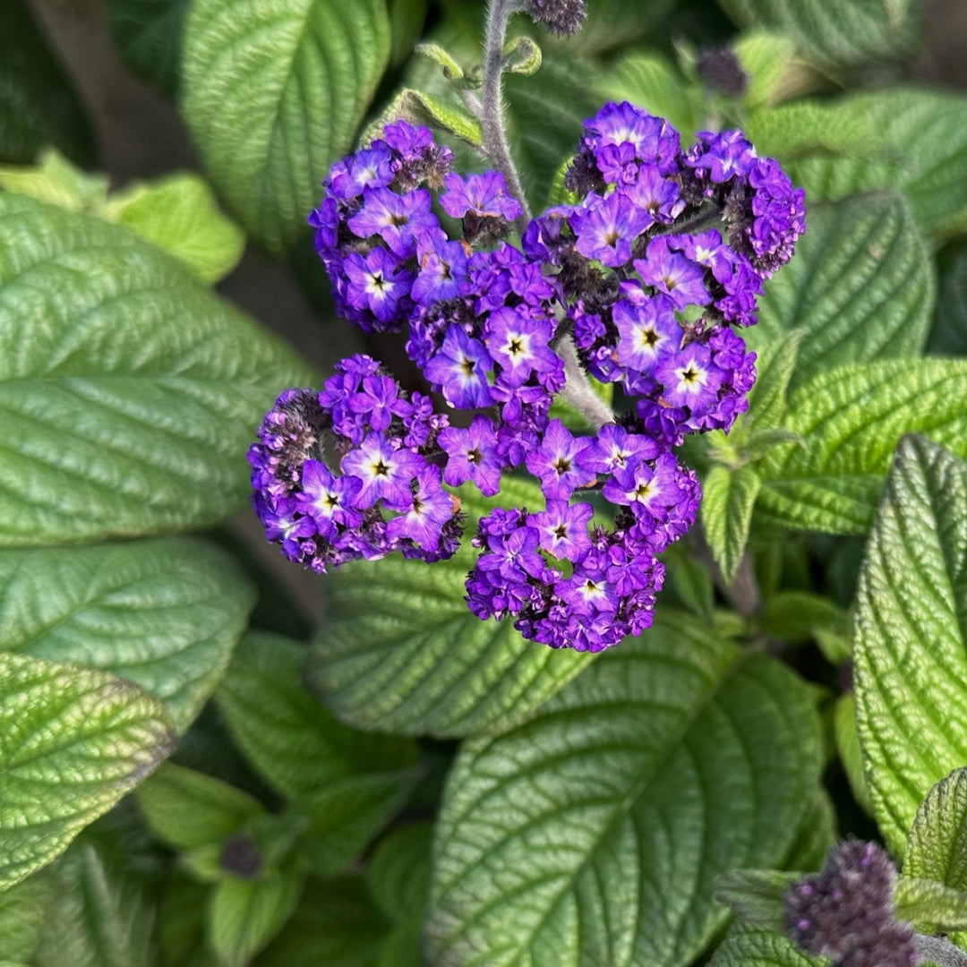 Heliotropium arborescens 'Fragrant Delight' Heliotrope, 4 Inch Annual