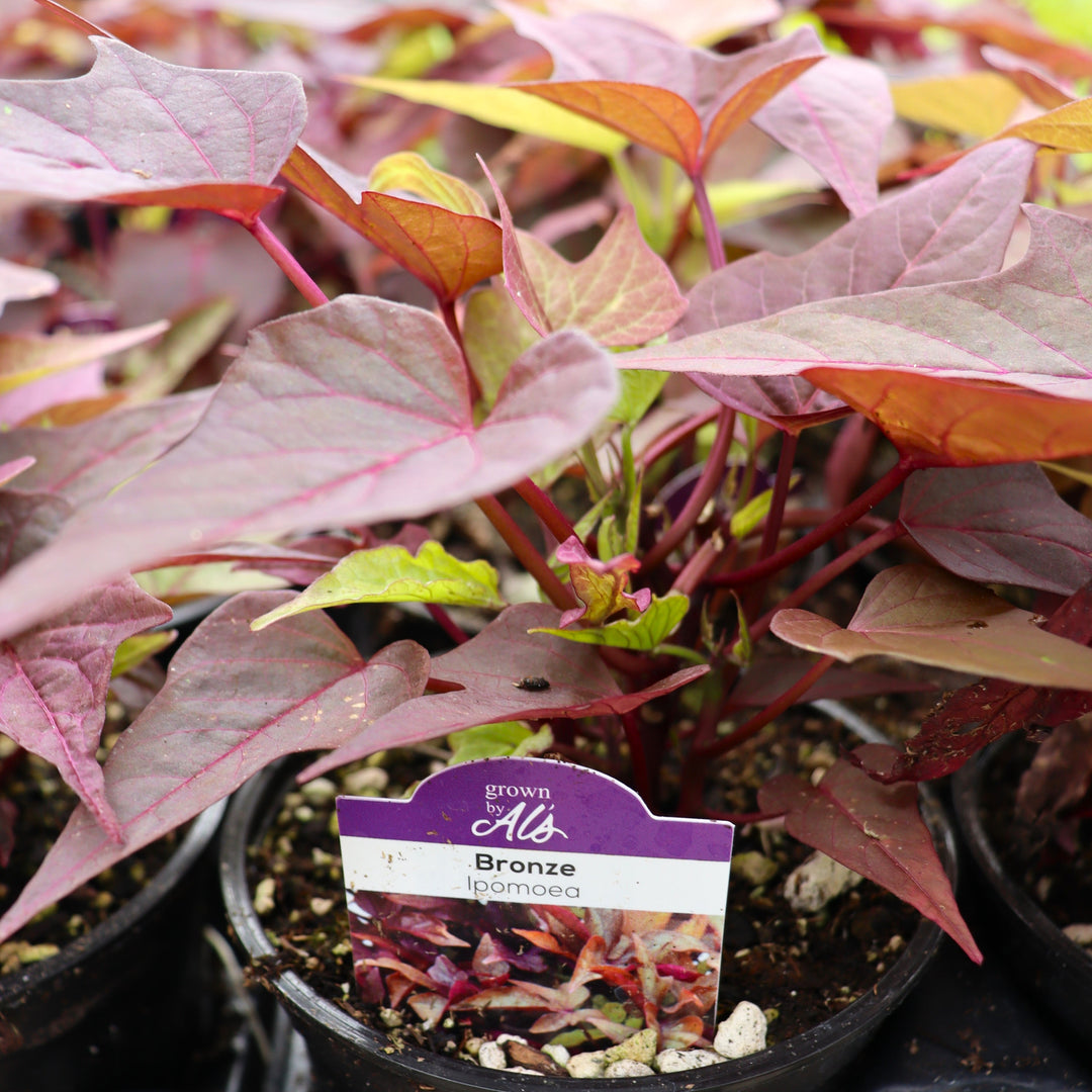 Ipomoea batatas 'Bronze' Sweet Potato Vine, 4 Inch Annuals