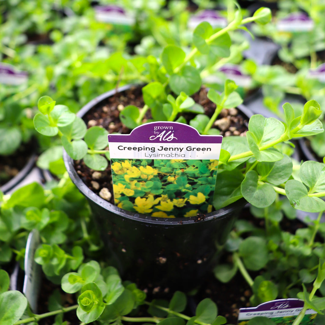 Lysimachia nummularia Creeping Jenny, 4 Inch Annual