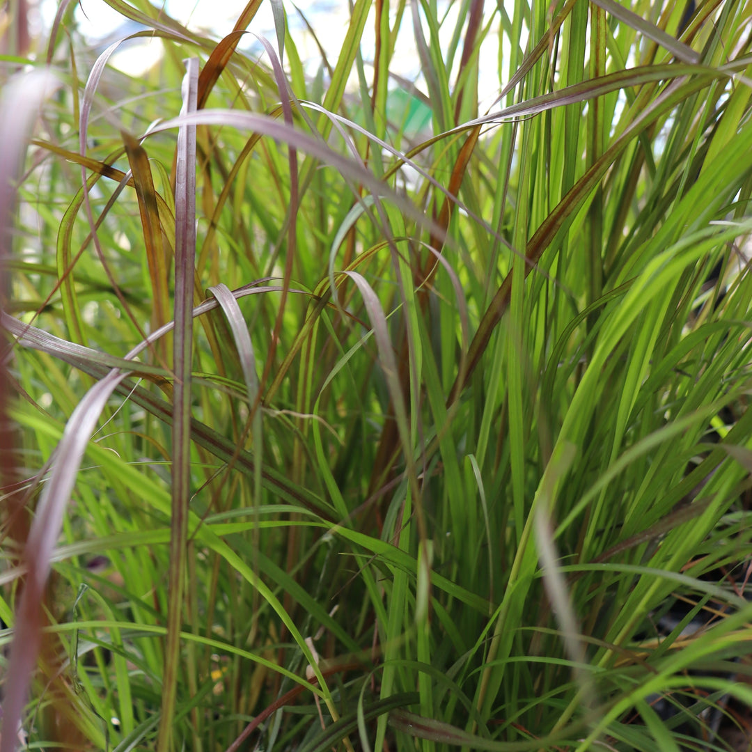 Pennisetum setaceum 'Rubrum' Purple Fountain Grass, 4 Inch Annual