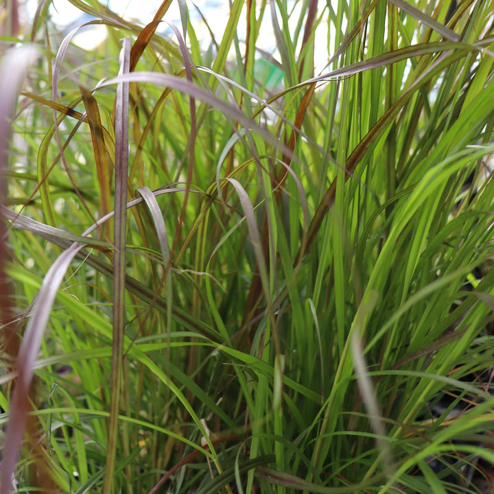 Pennisetum setaceum 'Rubrum' Purple Fountain Grass, 4 Inch Annual