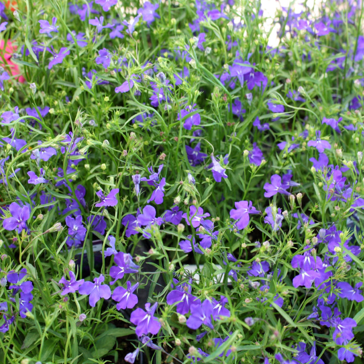 Lobelia erinus 'Regatta Midnight Blue' Regatta Midnight Blue Trailing Lobelia, 1 Quart Annual