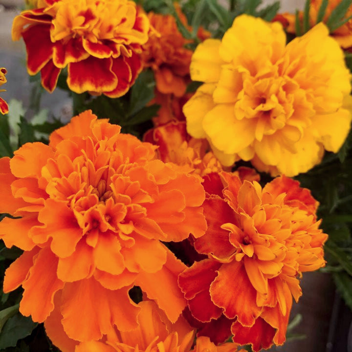 Tagetes patula 'Bonanza Mix' Bonanza™ Mix Marigold, 1 Quart Annual