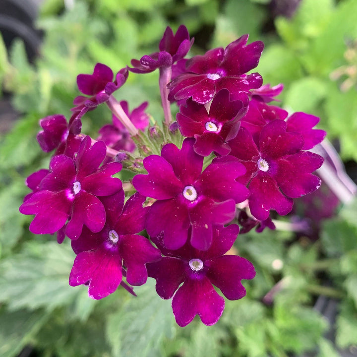 Verbena x 'Lan Depur' PP15607 Lanai® Deep Purple Verbena, 4 Inch Annual