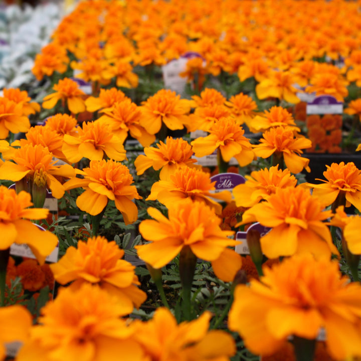 Tagetes patula 'PAS1220004' Bonanza™ Deep Orange Marigold, 1 Quart Annual