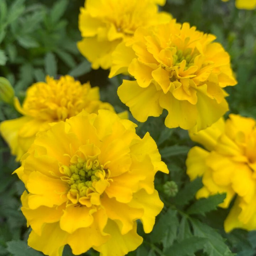 Tagetes patula 'PAS2276' Bonanza™ Yellow Marigold, 1 Quart Annual