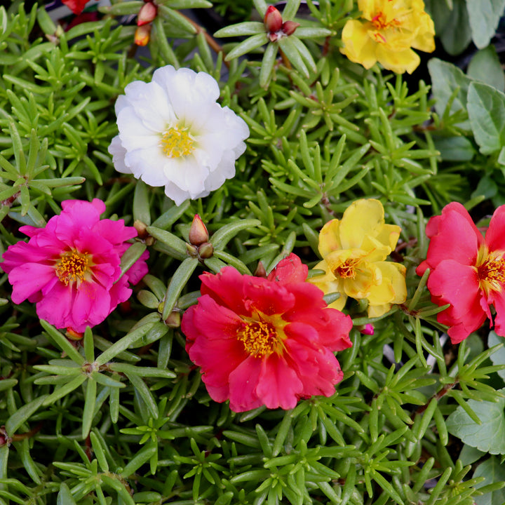 Portulaca