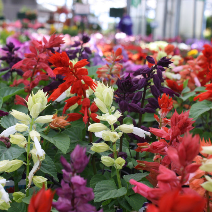 Salvia splendens 'Vista Mix' Vista™ Mix Scarlet Sage, 1 Quart Annual