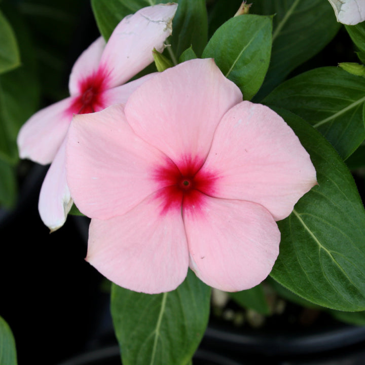 Catharanthus roseus 'PAS1551579' Titan™ Apricot Annual Vinca, 1 Quart Annual