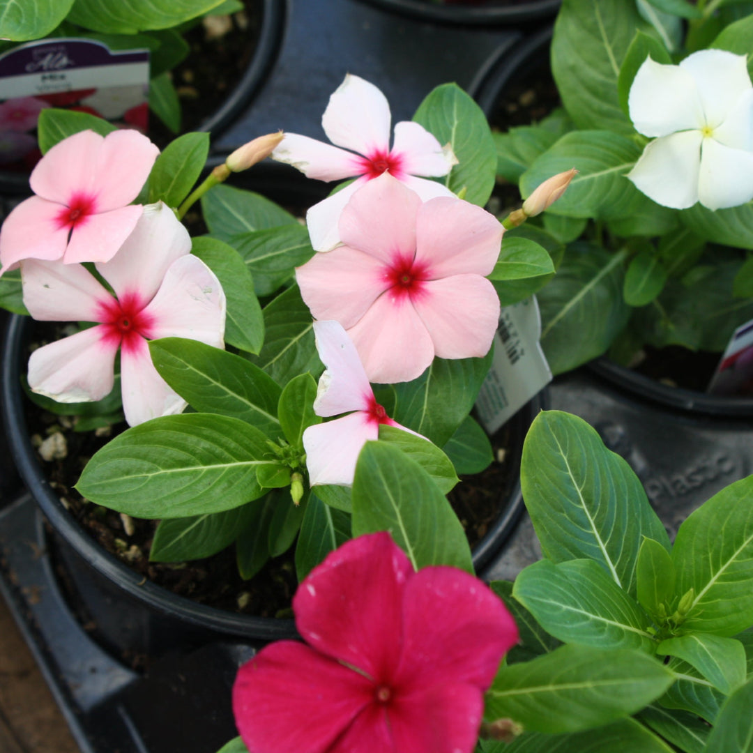 Catharanthus roseus 'Titan Mix' Titan™ Mix Annual Vinca, 1 Quart Annual