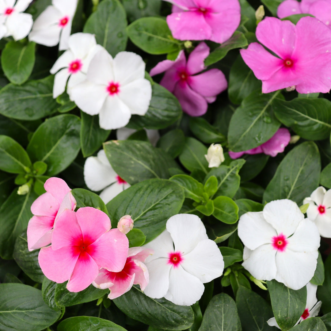 Catharanthus roseus 'Titan Mix' Titan™ Mix Annual Vinca, 1 Quart Annual