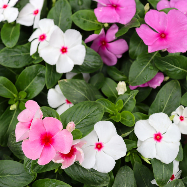 Catharanthus roseus 'Titan Mix' Titan™ Mix Annual Vinca, 1 Quart Annual