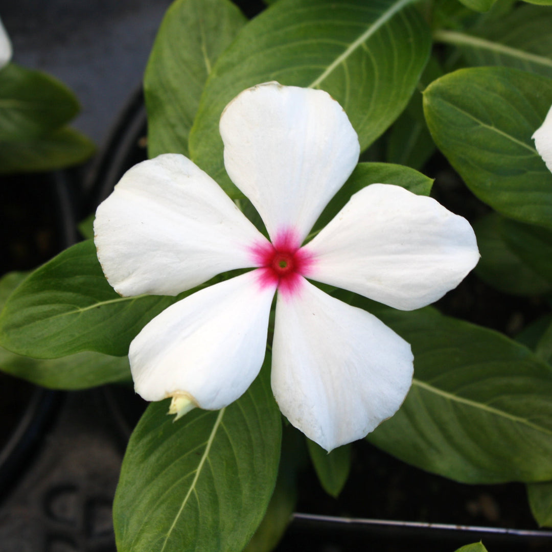 Catharanthus roseus 'PAS336361' Titan™ Polka Dot Annual Vinca, 1 Quart Annual