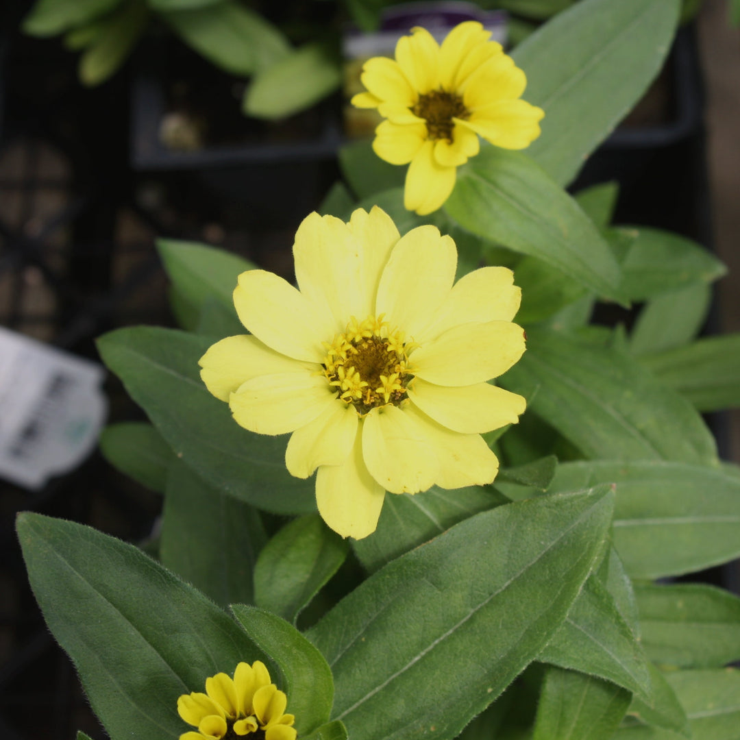 Zinnia marylandica 'PAS951086' Zahara® Yellow Zinnia, 3-Pack Annual