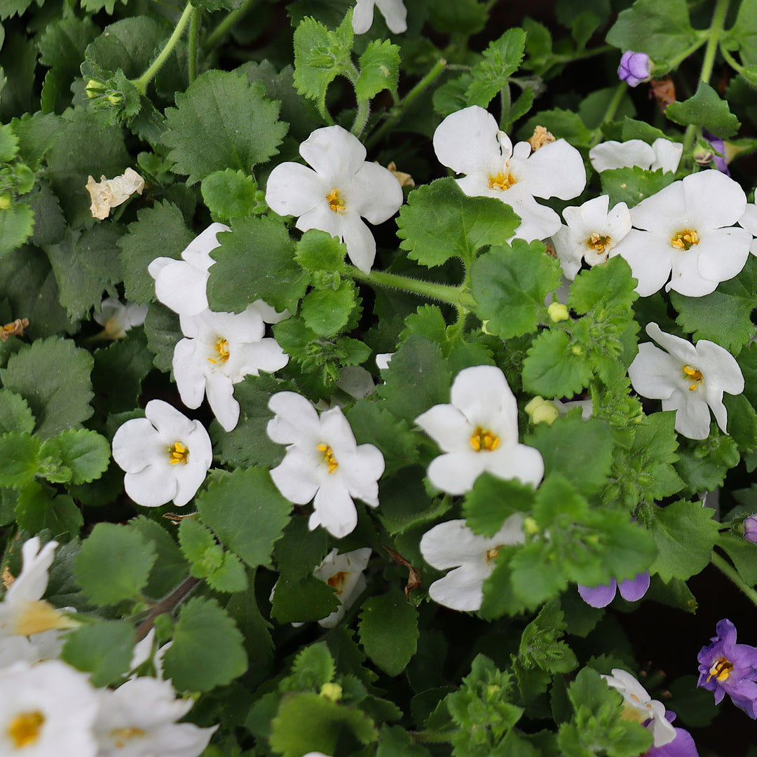 Bacopa