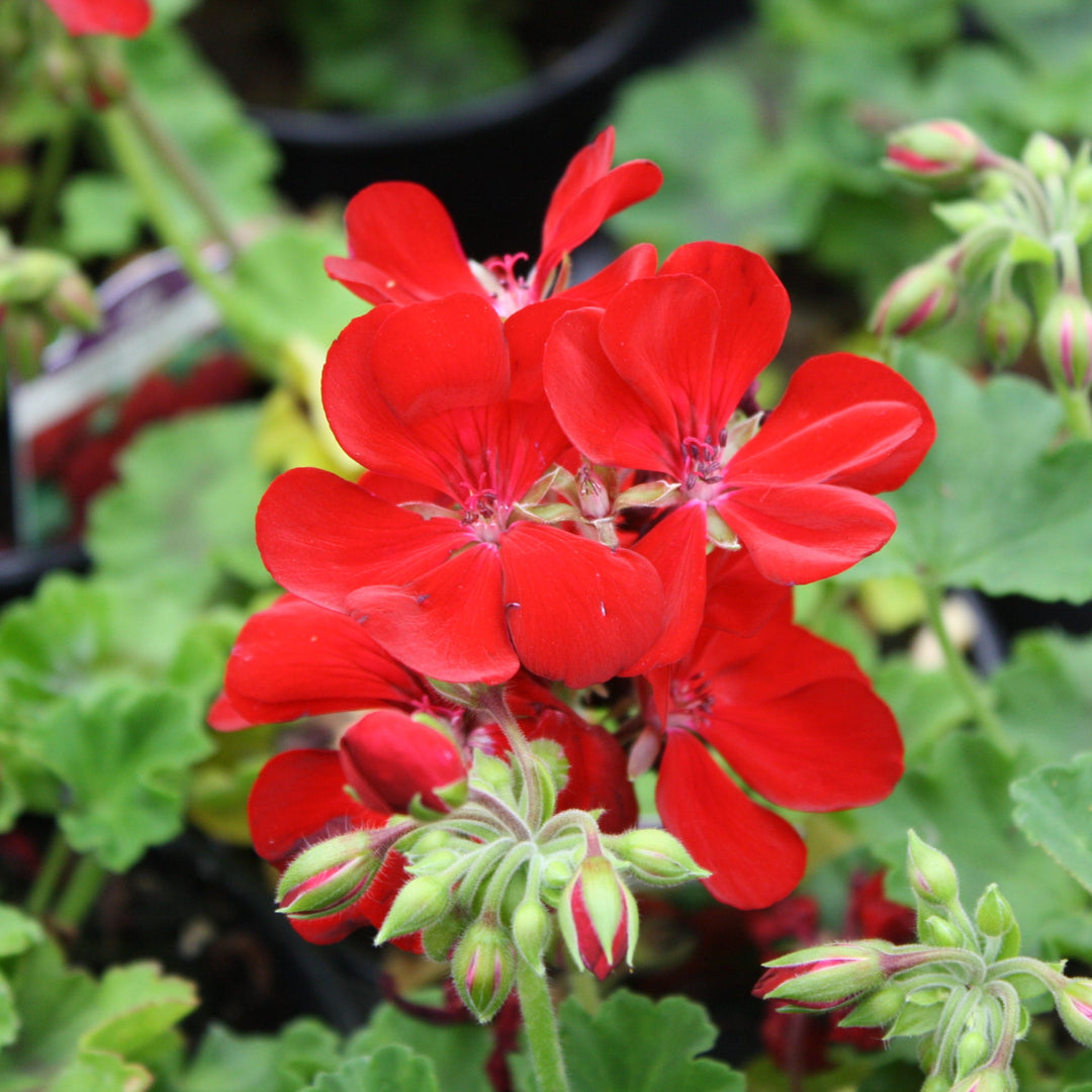 Pelargonium x hortorum 'Calliope Dark Red' Calliope® Dark Red Zonal Geranium, 1 Quart Annual