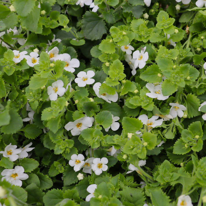 Bacopa