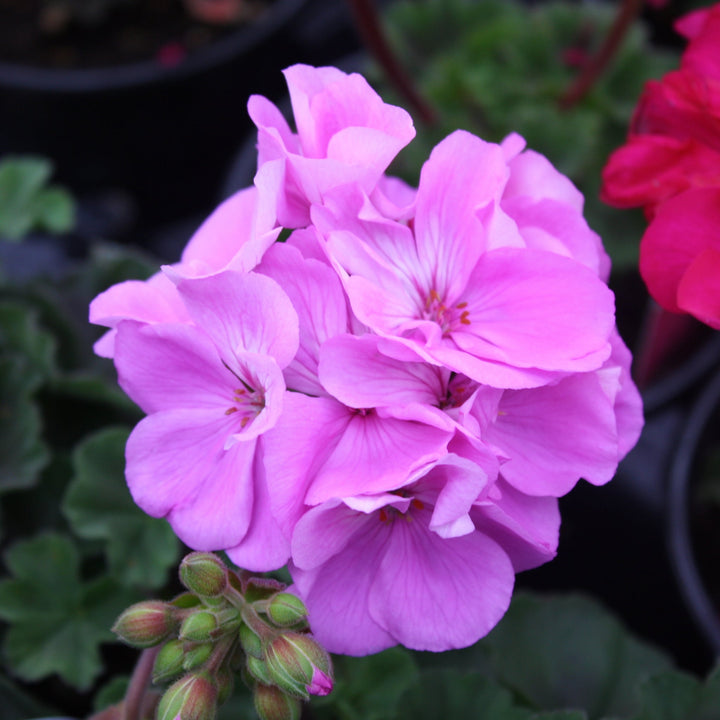 Pelargonium x hortorum 'KLEPZ24857' Moonlight™ Lavender 26 Zonal Geranium, 1 Quart Annual